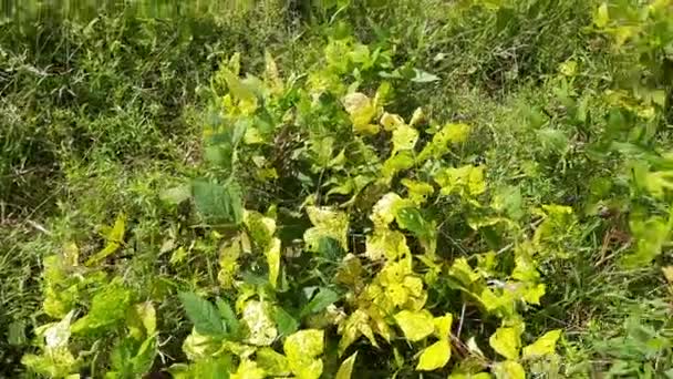 Vigna Mungo Plant Growing Field Its Other Names Black Gram — Vídeo de Stock