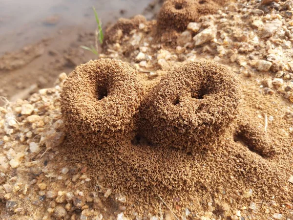 Colony Ants Ants Making Home Digging Soil Bringing Out Anthill — ストック写真
