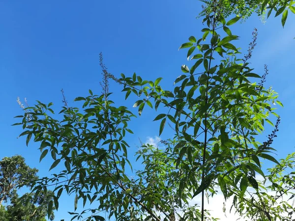 Vitex Negundo Planta Fundo Céu Azul Outro Nome Árvore Casta — Fotografia de Stock