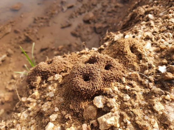 Colony Ants Ants Making Home Digging Soil Bringing Out Anthill — Stok fotoğraf