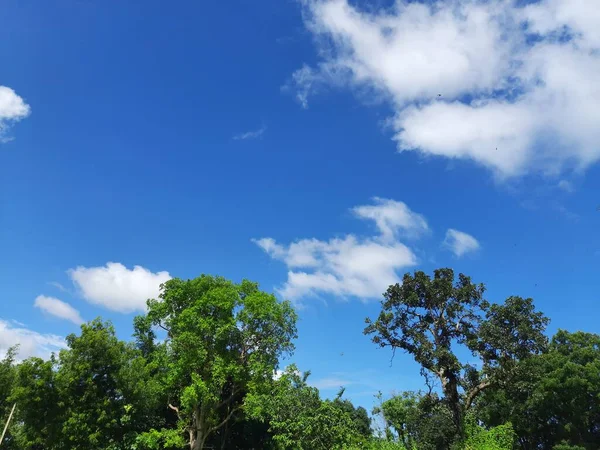 Blue Sky Beautiful Cloud Meadow Tree Blue Sky White Clouds — Stockfoto