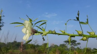 Çiçekli Hibiscus çeşitliliğinde bitki. Diğer adı Bataklık Amfibiği. Bu yaygın bir amberçiçeği türüdür. İlkbaharda dikenli sapları ve sarı çiçekleri olan kestane bazlı bir leke..