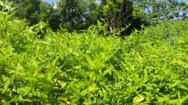 Sida acuta bitkisi. Diğer isimleri ise Wireweed, eşkenar dörtgen yapraklı sida, Sida rhombifolia, ok yapraklı sida, Paddy 's lucerne, Küba keneviri, Queensland keneviri ve sidaguri. Ayurvedic tıpta kullanılır..
