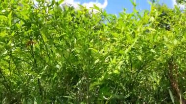 Sida acuta bitkisi. Diğer isimleri ise Wireweed, eşkenar dörtgen yapraklı sida, Sida rhombifolia, ok yapraklı sida, Paddy 's lucerne, Küba keneviri, Queensland keneviri ve sidaguri. Ayurvedic tıpta kullanılır..