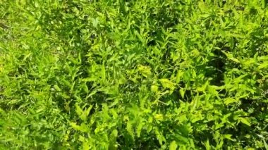 Sida acuta bitkisi. Diğer isimleri ise Wireweed, eşkenar dörtgen yapraklı sida, Sida rhombifolia, ok yapraklı sida, Paddy 's lucerne, Küba keneviri, Queensland keneviri ve sidaguri. Ayurvedic tıpta kullanılır..