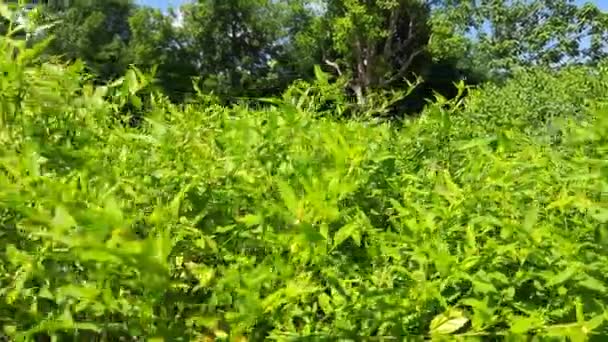 Sida Acuta Plant Its Other Names Wireweed Rhombus Leaved Sida — Stock Video