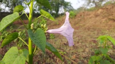 Ipomoea carnea ya da pembe sabah çiçeği. Şanlı bir sabah türüdür. Bu çiçek açan bitkinin kalp şeklinde yaprakları var. Yaprakları ve çiçekleri zehirli..