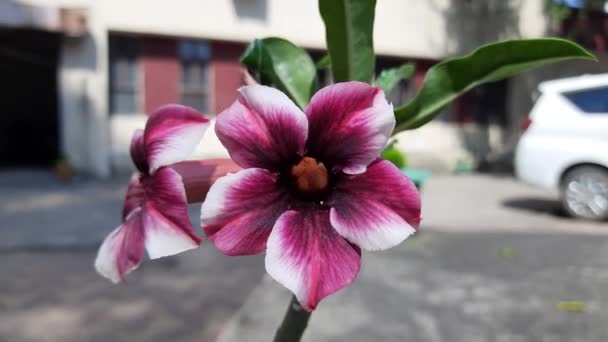 Adenium Arabicum Flower Itis Species Succulent Plant Commonly Used Forbonsai — Stock Video