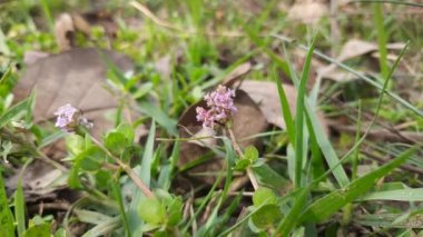 Rotala rotundifolia çiçekleri. Nehir kenarındaki güzel yabani çiçek. pembe çiçek.