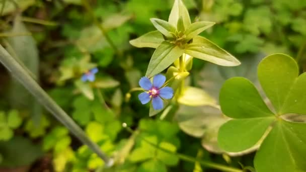 Piękny Niebieski Kwiat Mały Niebieski Kwiatek Wiosną Kwiat Chwastu — Wideo stockowe
