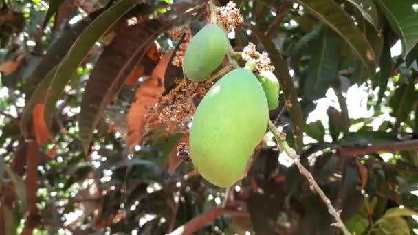 Mango Con Mangos Colgados Muy Cerca Pequeño Mango Colgado Árbol — Vídeos de Stock