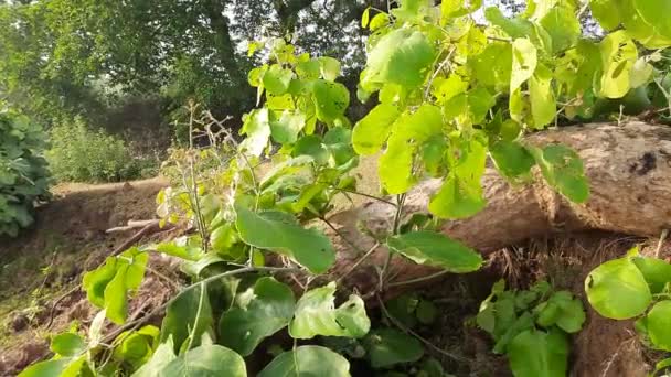 丁茶树在暴风雨中倒下了 它是一种土生土长的丁茶 它用于木材 医药和染料 其他的名字包括森林的火焰和混蛋柚木 — 图库视频影像