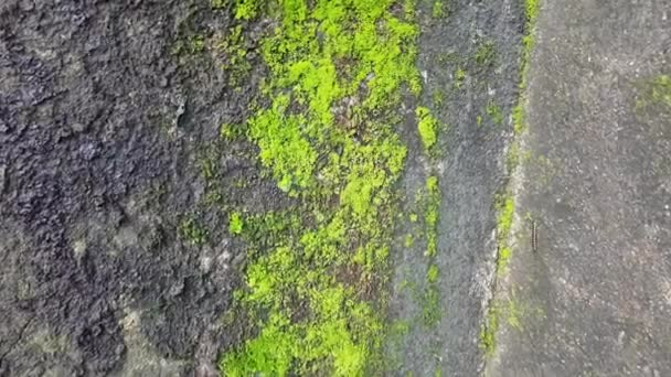 Algas Verdes Pared Humedad Temporada Lluvias Otro Nombre Alga Verde — Vídeos de Stock