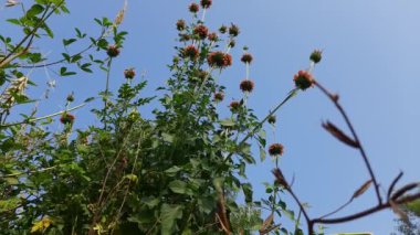 Çiçekli Leonotis nepetifolia çiçeği. Diğer adı Klip Dagga ve Lion 's ear. Bu bitki türü, Leonotis ve Lamiaceae familyasından bir bitki türüdür. Mavi arkaplanda kırmızı çiçek. 