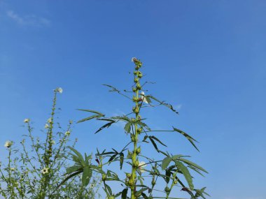 Çiçekli Hibiscus çeşitliliğinde bitki. Diğer adı Bataklık Amfibiği. Bu yaygın bir amberçiçeği türüdür. İlkbaharda dikenli sapları ve sarı çiçekleri olan kestane bazlı bir leke..