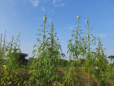 Çiçekli Hibiscus çeşitliliğinde bitki. Diğer adı Bataklık Amfibiği. Bu yaygın bir amberçiçeği türüdür. İlkbaharda dikenli sapları ve sarı çiçekleri olan kestane bazlı bir leke..