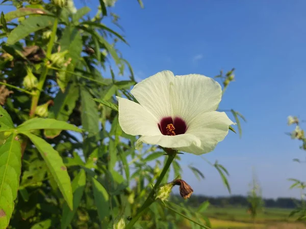 Hibiscus Diversifolius Planta Com Flores Seu Outro Hibisco Namesswamp Esta — Fotografia de Stock