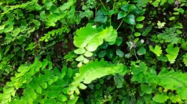 Adiantum capillus-veneris bitkisi duvarda. Diğer adı Güneyli bakire saçı eğreltiotu, siyah bakire saçı eğreltiotu, bakire saçı eğreltiotu ve eğreltiotu. Popüler bir bahçe ve fernandhouse bitkisi yetiştirilir..