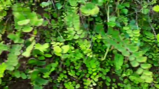 Adiantum Capillus Veneris Pflanzt Sich Die Wand Seine Weiteren Namen — Stockvideo