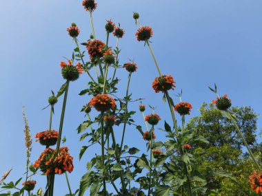 Çiçekli Leonotis nepetifolia çiçeği. Diğer adı Klip Dagga ve Lion 's ear. Bu bitki türü, Leonotis ve Lamiaceae familyasından bir bitki türüdür. Mavi arkaplanda kırmızı çiçek. 