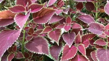 Bahçedeki Coleus bitkisi. Coleusis, yıllık veya uzun ömürlü bir bitki ya da çalılık cinsidir. Lamiaceae familyasından çiçek açan bir bitki türü. Geleneksel bitkiler.