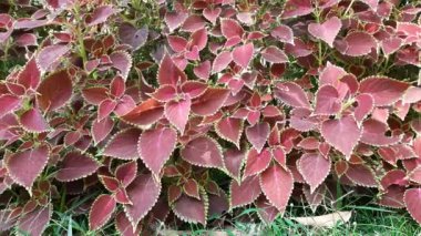 Bahçedeki Coleus bitkisi. Coleusis, yıllık veya uzun ömürlü bir bitki ya da çalılık cinsidir. Lamiaceae familyasından çiçek açan bir bitki türü. Geleneksel bitkiler.