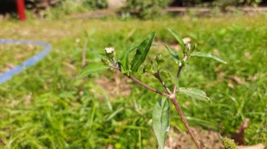 Eclipta çiçekli prostrata çiçeği. Diğer isimleri ise sahte papatya, yerba de tago, Gunta kalagaraku, Gunta galagaraku, Karisalankanni ve bhringraj. Bu, Asteraceae familyasından bir bitki türü.. 