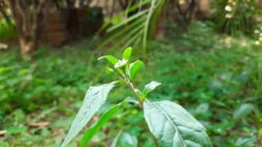 Eclipta çiçekli prostrata çiçeği. Diğer isimleri ise sahte papatya, yerba de tago, Gunta kalagaraku, Gunta galagaraku, Karisalankanni ve bhringraj. Bu, Asteraceae familyasından bir bitki türü.. 