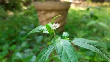 Eclipta çiçekli prostrata çiçeği. Diğer isimleri ise sahte papatya, yerba de tago, Gunta kalagaraku, Gunta galagaraku, Karisalankanni ve bhringraj. Bu, Asteraceae familyasından bir bitki türü.. 