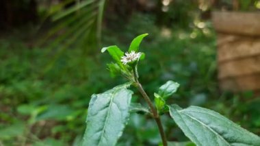 Eclipta çiçekli prostrata çiçeği. Diğer isimleri ise sahte papatya, yerba de tago, Gunta kalagaraku, Gunta galagaraku, Karisalankanni ve bhringraj. Bu, Asteraceae familyasından bir bitki türü.. 