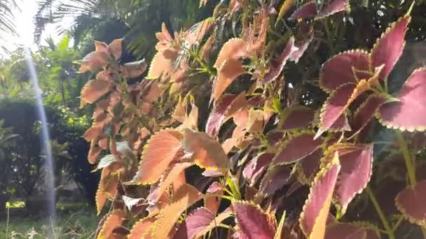 庭のコレウス植物 コロイスは 年間または多年生のハーブや低木の属です ラミア科の開花植物の種です 伝統的なハーブ植物 — ストック動画