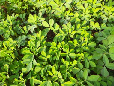 Çemen bitkisi sahada. Taze Yeşil FenuGreek Yaprakları. Yeşil arka plan. En popüler sebze ve sebzedir. Yapraklı sebzeler. Tohumları ve yaprakları Hint yemeklerinde kullanılır..