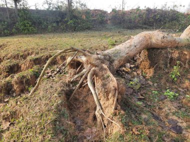 Butea monosperma ağacı fırtınada devrildi. Butea yerlilerinin bir türüdür. Kereste, reçine, yem, ilaç ve boya için kullanılır. Diğer isimler arasında orman alevi ve piç meşe ağacı var..
