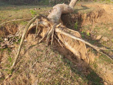 Butea monosperma ağacı fırtınada devrildi. Butea yerlilerinin bir türüdür. Kereste, reçine, yem, ilaç ve boya için kullanılır. Diğer isimler arasında orman alevi ve piç meşe ağacı var..