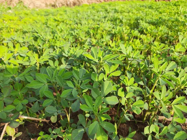 芬努格里克植物在田里 新鲜的绿茴香叶 绿色背景 它是最受欢迎的蔬菜和蔬菜 叶子蔬菜 它的种子和叶子被用于印度食物中 — 图库照片