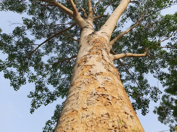 Árbol Ficus Religioso Gigante India Otro Nombre Árbol Del Bodhi — Foto de Stock