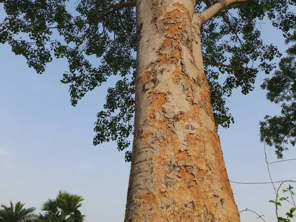 Obří Ficus Religiosa Strom Indii Jiné Jméno Bodhi Strom Pippala — Stock fotografie
