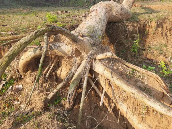 stock image Butea monosperma tree fallen in a storm. It is a species of Butea native. It is used for timber,resin,fodder,medicine, and dye. Other names include flame-of the forest, and bastard teak.