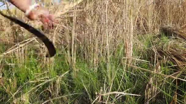 Индийские Женщины Режут Рисовые Растения Серпом Время Сбора Урожая Рука — стоковое видео