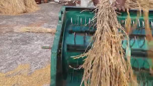 Ein Landwirt Bedient Eine Reisdreschmaschine Handelt Sich Eine Fußgesteuerte Maschine — Stockvideo