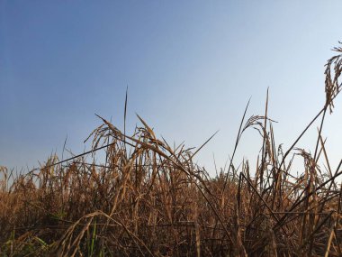 Sabahları çeltik tarlası. Pirinç tarlasında gün doğumu. Çeltik, organik tarım, tarlada pirinç kulakları. Çeltik tarlası kavramında tahıl. Hindistan 'da çeltik yetiştiriciliği. 