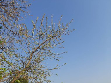 Alangium salvifolium ya da adaçayı, alangium ağacı çiçekleri bırakır. Cornaceaefamily 'de çiçek açan bir bitkidir. Vahşi beyaz çiçek arka planda.