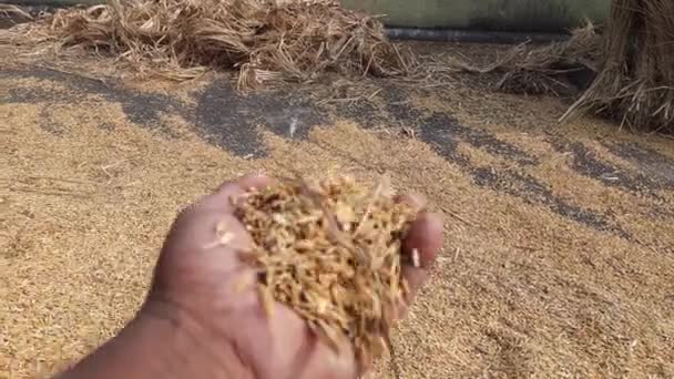 Arroz Paddy Após Debulha Arroz Uma Semente Leguminosa Comestível Popular — Vídeo de Stock