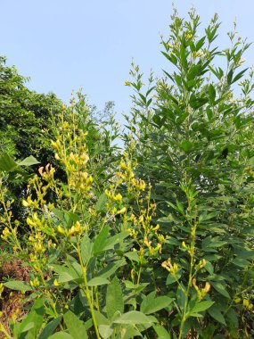 Pigeon pea crop with flowers. Pigeon pea plant is in floral stage.Thepigeon pea(Cajanus cajan), also known aspigeonpea,red gramortur,is a perenniallegumefrom thefamilyFabaceae.