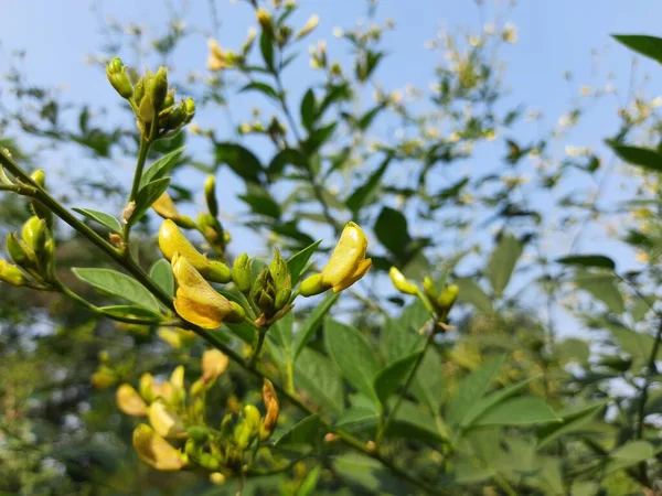 Pigeon pea crop with flowers. Pigeon pea plant is in floral stage.Thepigeon pea(Cajanus cajan), also known aspigeonpea,red gramortur,is a perenniallegumefrom thefamilyFabaceae.
