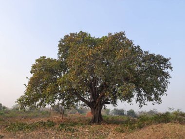 Giant banyan tree. Tree of Life, Amazing Banyan Tree. A banyan, also spelle banian is a fig that begins its life as an epiphyte a plant that grows on another plant. Banyan is a national tree of India.