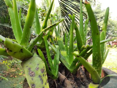 Aloe vera plant. Itis asucculent plantspeciesof thegenusAloe. Many Ayurvedic medicines are made using its juice. A medicine plant.