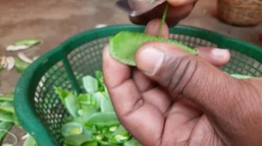 Laboratuvar Purpureus sebzesi. Fabaceae familyasından bir fasulye türüdür. Diğer isimleri labrador fasulyesi, bonavist bezelye, dolichos fasülyesi, seim, labrador, mısır fasulyesi, Hindistan fasulyesi..