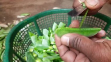 Laboratuvar Purpureus sebzesi. Fabaceae familyasından bir fasulye türüdür. Diğer isimleri labrador fasulyesi, bonavist bezelye, dolichos fasülyesi, seim, labrador, mısır fasulyesi, Hindistan fasulyesi..