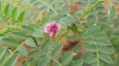 Nohut çiçeği. Nohut civcivi ya da bezelye, Fabaceae familyasının yıllık adıdır. Diğer isimleri ise gram, Bengal gram, garbanzo, garbanzo fasulyesi ve Mısır bezelyesi. Gram çiçeği. Pembe çiçek. 
